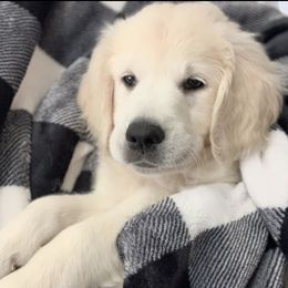 Goldendoodles and Golden Retrievers from Creamy Retrievers