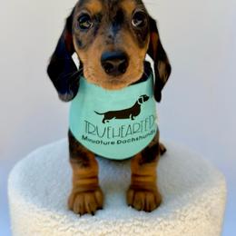 Quentin - Dapple male Dachshund puppy in Royse City, Texas from Truehearted Miniature Dachshunds