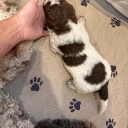 Boy 3 - Brown roan male Lagotto Romagnolo puppy in Sherman, Texas from Texas Lagottos