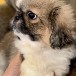 Boy 2 - Red brindle male Pekingese puppy in Leachville, Arkansas from Green’s Pekingese