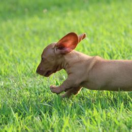 Dachshund Puppies from Mom's Dachshunds