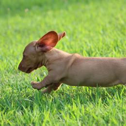 Dachshund Puppies from Mom's Dachshunds