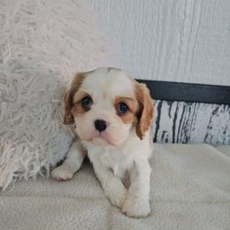 Ivory Camille - Blenheim female Cavalier King Charles Spaniel puppy in Decatur, Illinois from Petite Pups