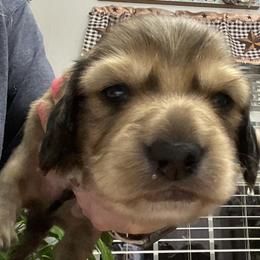 Shaded cream boy1 - Cream male Dachshund puppy in Paris, Texas from Rolling9dachshunds