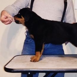 Rottweiler Puppies from Kaiser Haus Rottweilers