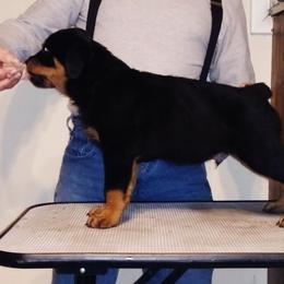 Rottweiler Puppies from Kaiser Haus Rottweilers