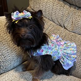 Klare - Yorkshire Terrier