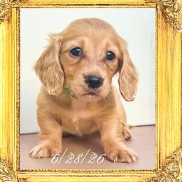 Princess Margaret - Cream female Dachshund puppy in Splendora, Texas from Ram’s Kennels