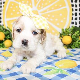 Patsy - Buff and white female Cocker Spaniel puppy in Rattan, Oklahoma from Double M Cocker Spaniels