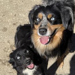 Miniature Australian Shepherd puppies from Wiggle Bum Ranch
