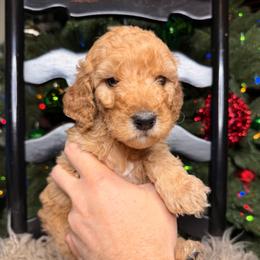 Rudolph - Red male Bernedoodle puppy in Tyner, Kentucky from Good Dog Doodles