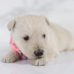 Skye - Wheaten female Scottish Terrier puppy in Mount Joy, Pennsylvania from K&M Kennel