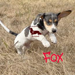 Fox - Piebald male Dachshund puppy in Seguin, Texas from Good Neighbor Ranch Dachshunds