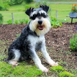 Miniature Schnauzers and Poodles from Schaible Family Puppies