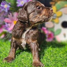 Snickers - Tri-color male Bernedoodle puppy in Salem, Missouri from Meadowbrook Poodles