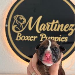 Girl 2 - Brindle female Boxer puppy in Orlando, Florida from Martinez AKC Boxers of Central Florida