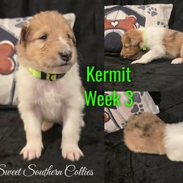 Kermit - Sable merle male Collie puppy in Kingsport, Tennessee from Sweet Southern Collies