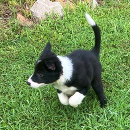 Border Collie Puppies from Rivendell Border Collies