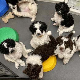 Poodle Puppies from Deblyns Poodles