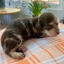LATTE - Dapple female Dachshund puppy in High Hill, Missouri from High Hill Hounds
