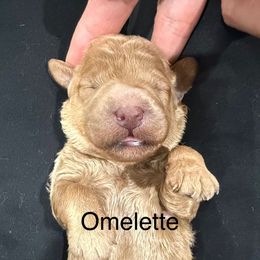 Omelette - Cream female Whoodle puppy in Pima, Arizona from Schmidt's K9s