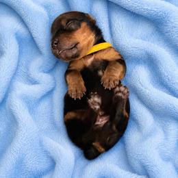 Max - Black and tan male Yorkshire Terrier puppy in Mukilteo, Washington from Yorkiecharm