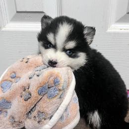 Dallas - Black and white male Pomsky puppy in Amarillo, Texas from Pom Pom Pomskies