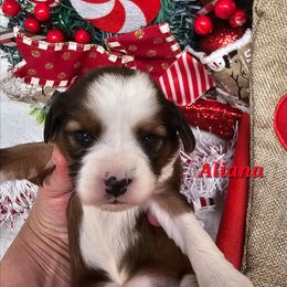 Aliana - Sable and white female Tibetan Terrier puppy in Dorena, Oregon from Angel Tibetans Of Oregon