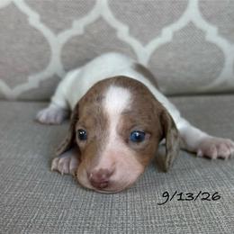 Rosie - Dapple female Dachshund puppy in Joshua Tree, California from Desert Dreams Ranch