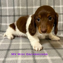 Cookie - Piebald female Dachshund puppy in Carlsbad, Texas from MV Mini Dachshunds