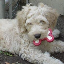 Australian Labradoodles from Wonderland Labradoodles