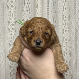 Boston - Apricot male Poodle puppy in Queen Creek, Arizona from Desert Born Kennel