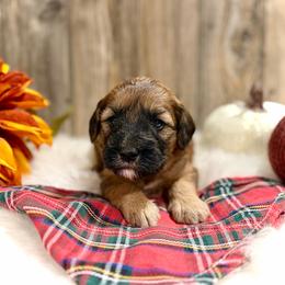 Tinsel - Brown female Whoodle puppy in Merritt, Michigan from Genesis Family Farm