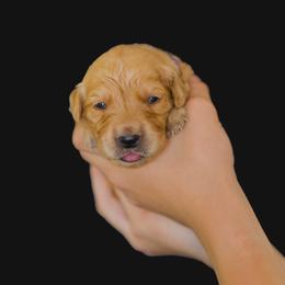 Bea ( Bae-uh)  ( Dark Purple ) - Dark golden female Golden Retriever puppy in Oregon from A Goldens First Love