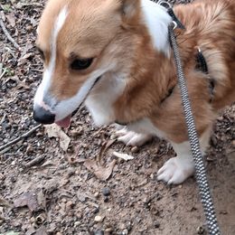 Seema - Pembroke Welsh Corgi