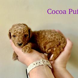 Cocoa Puffs - Red  female Goldendoodle puppy in Taylorsville, North Carolina from Heartfelt Doodles