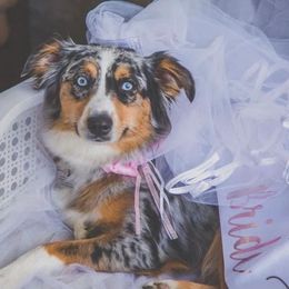 Charley - Miniature Australian Shepherd