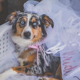 Charley - Miniature Australian Shepherd