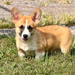 Labor Day Weekend Special- Ready to Go Now - Red girl 2 - Red female Pembroke Welsh Corgi puppy in Rochester, Indiana from Stacy’s Pembroke Welsh Corgis