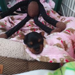 Yorkshire Terrier Puppies from Bayview Yorkies