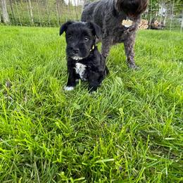 Miniature Schnauzer Puppies from Chantel's Miniature Schnauzers