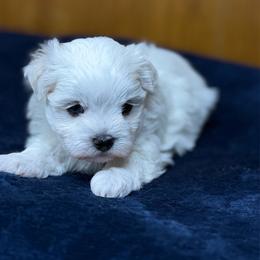 Prada - White female Maltese puppy in Beebe, Arkansas from Cedar Hill Kennel