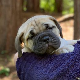 Bullmastiff Puppies from Amulet Bullmastiffs