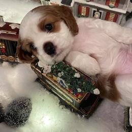 Cavapoo puppies from Cavapoos of NorCal