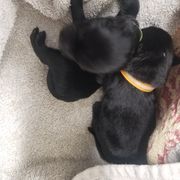Schipperke Puppies from Lori O'Neil