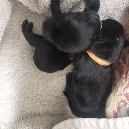 Schipperke Puppies from Lori O'Neil