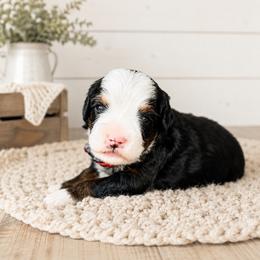Honeycrisp - Tri-color female Bernedoodle puppy in Atwood, Oklahoma from Luxe Doodle Haven