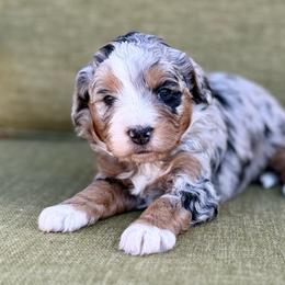 Homer- orange collar - Merle male Bernedoodle puppy in Colorado Springs, Colorado from Mercy Mountain Bernedoodles