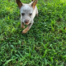 Australian Cattle Dog Puppies from Twisted C Heelers