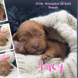Lucy - Red female Cavapoo puppy in El Dorado Springs, Missouri from Cavish's Missouri Cavaliers, Cavapoos, and Miniature Poodles